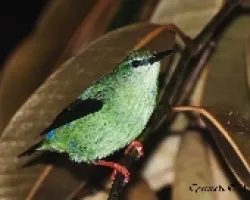 Cyanerpes cyaneus - Red-legged Honeycreeper (Juvenil)