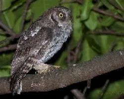 Megacops choliba
