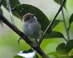 Lophotriccus pileatus