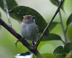 Lophotriccus pileatus