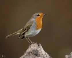 Mi amigo el Petirrojo