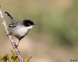 Curruca cabecinegra