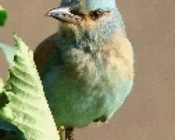 carraca europea
