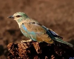 carraca europea 