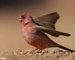 Carpodaco del Sinai 