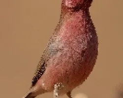 Carpodaco del Sinai 