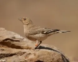 Carpodaco del Sinai (hembra)