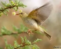 mosquitero musical