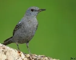 roquero solitario