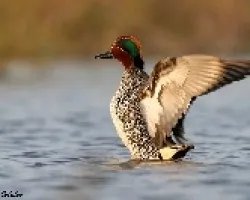 cerceta