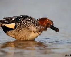 cerceta