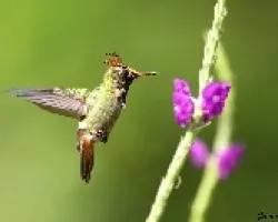 Coqueta de cresta rufa