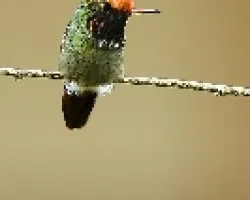 Coqueta de cresta rufa