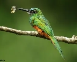 Galbula ruficauda