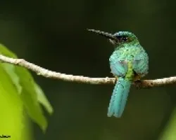 Galbula ruficauda