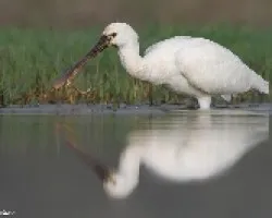 Platalea leucordia