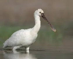 Platalea leucordia