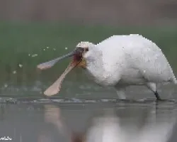 Platalea leucordia