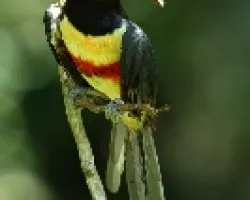 Pteroglossus castanotis