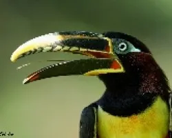Pteroglossus castanotis