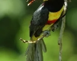 Pteroglossus castanotis