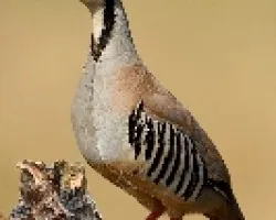 perdiz griega