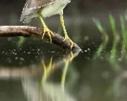 garza bruja juvenil