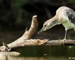 garza bruja juvenil