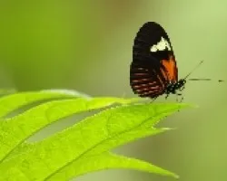 mariposas del peru