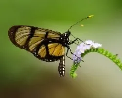 mariposas del peru