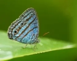 mariposas del peru
