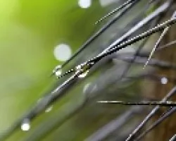 tobogan de espinas