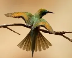 Abejarruco Oriental