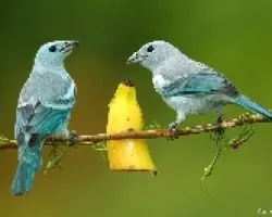 mis tangaras azulejas