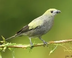  Thraupis palmarum