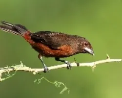 Tangara pico de plata (hembra)