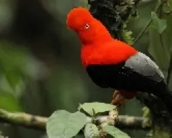 gallito de los rocas