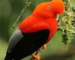 gallito de las rocas