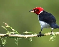 cardenalilla