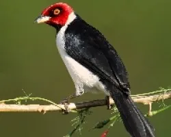 cardenalilla