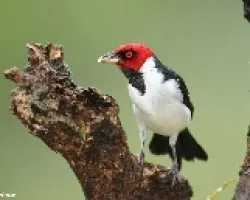 cardenalilla