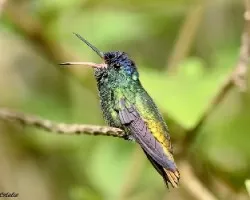 Chrysuronia oenone