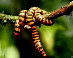 Sorpresa en la Selva