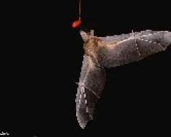 un datil de carnada