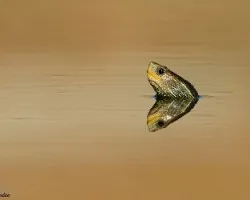 Minimalismo