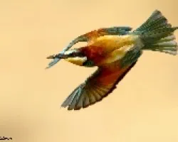 De cabeza a la abeja