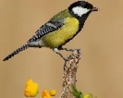 Parus Major