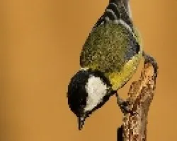 paarus major