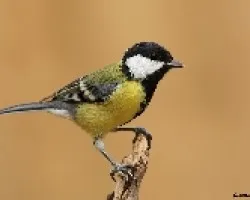 parud major