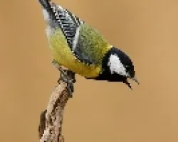 Parus major
